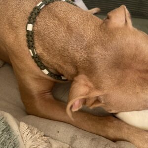 COLLIER FIONA – ANTI-PUCES
